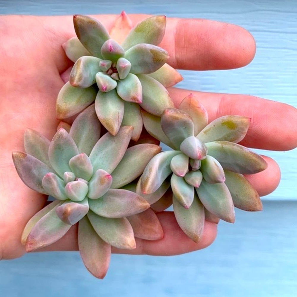 🌿2/$20 Succulent Bundle